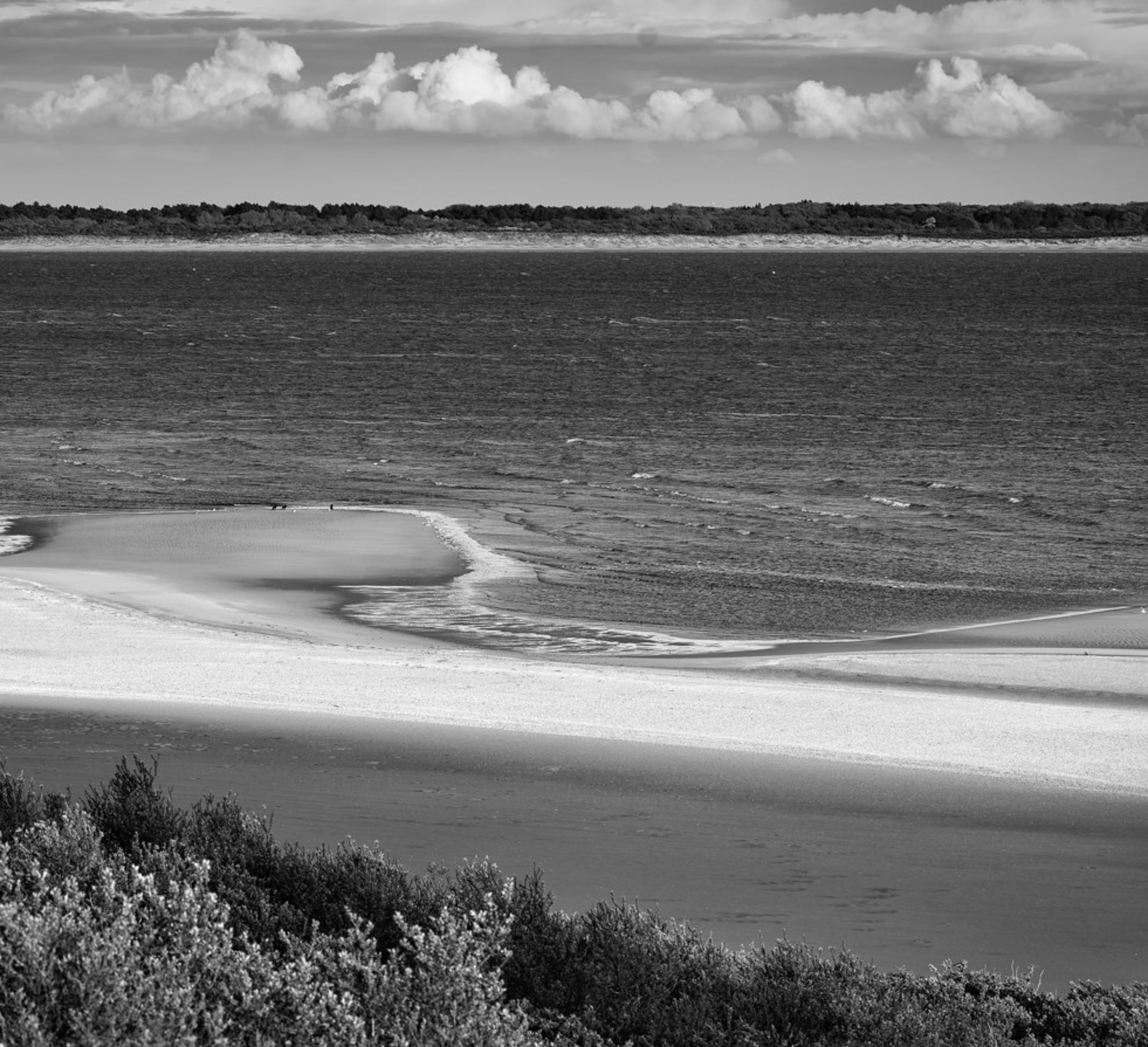Rob van der Waal - Netherland dunes.png