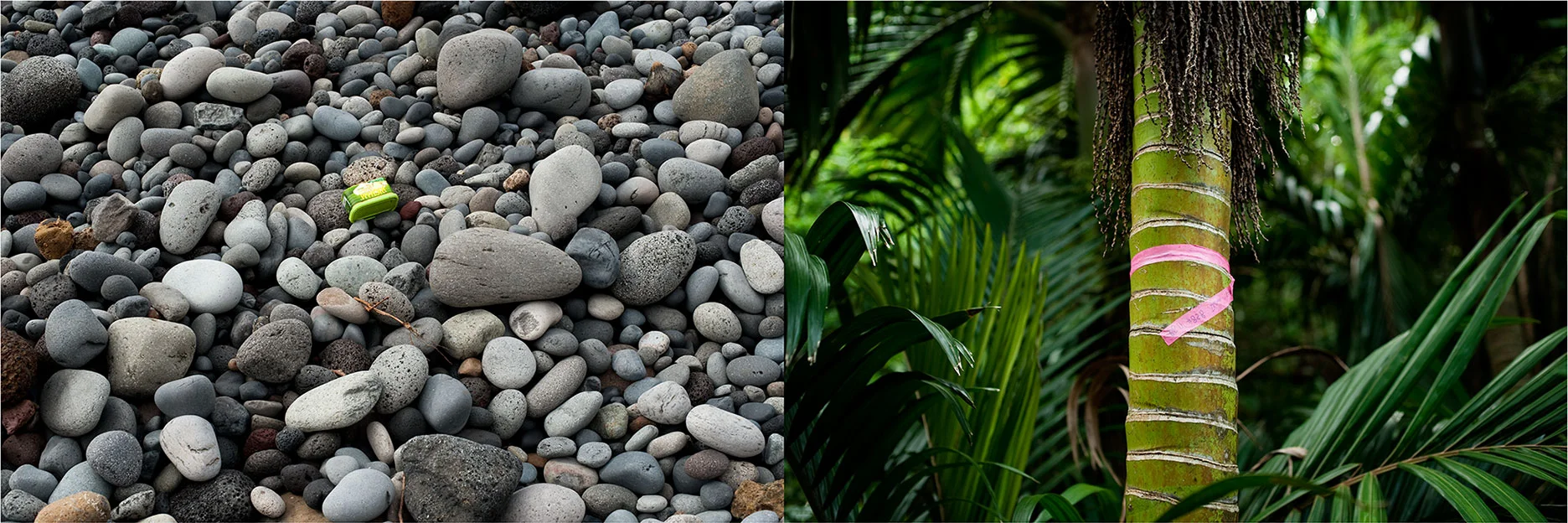 Invasive Species IV, 2011