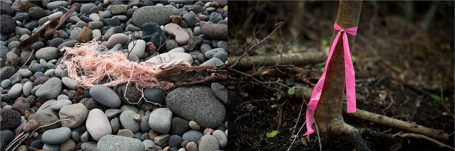 Invasive Species II, 2011