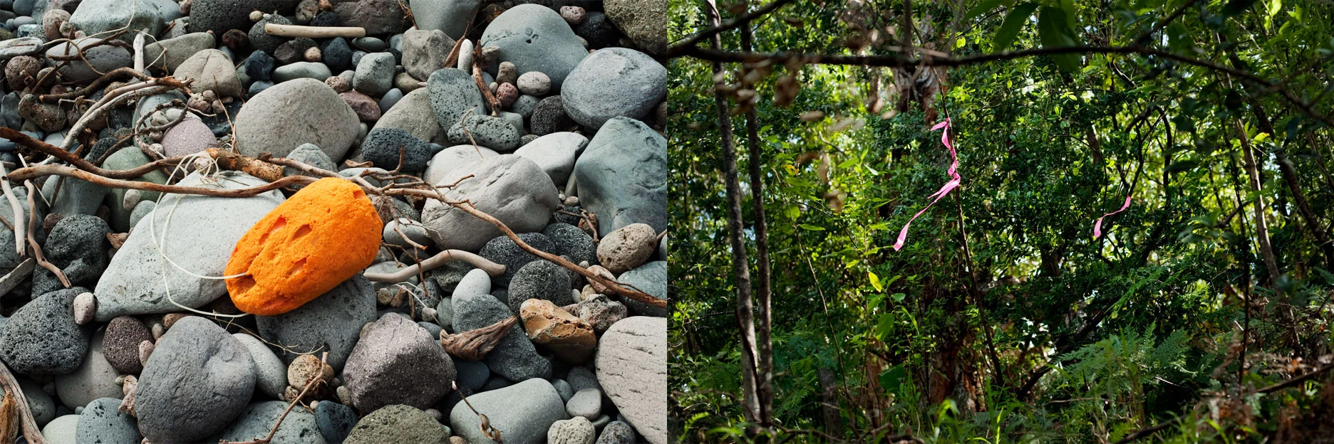 Invasive Species V, 2011