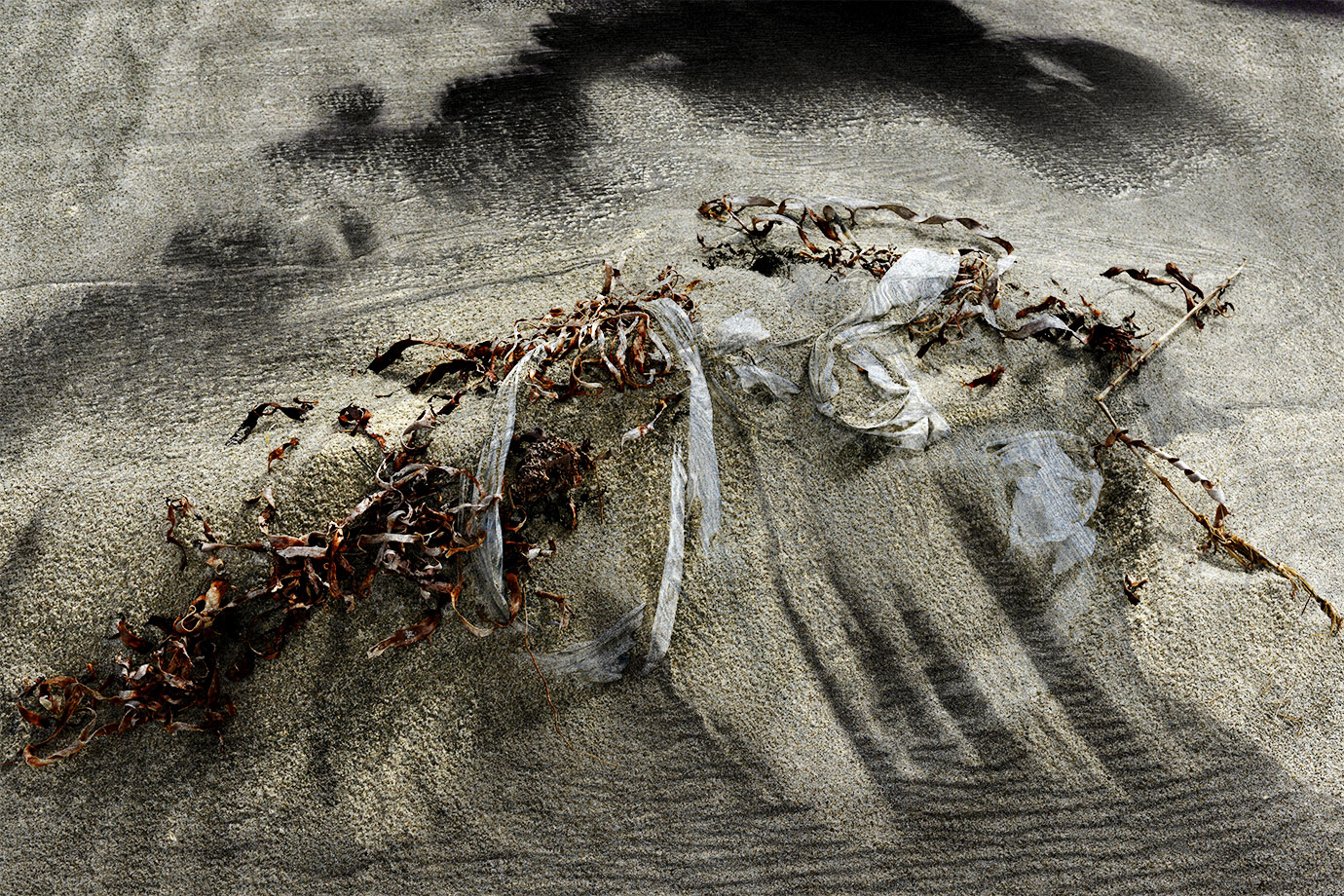 Intertidal 05 Mangawhai NZ Bruce Foster