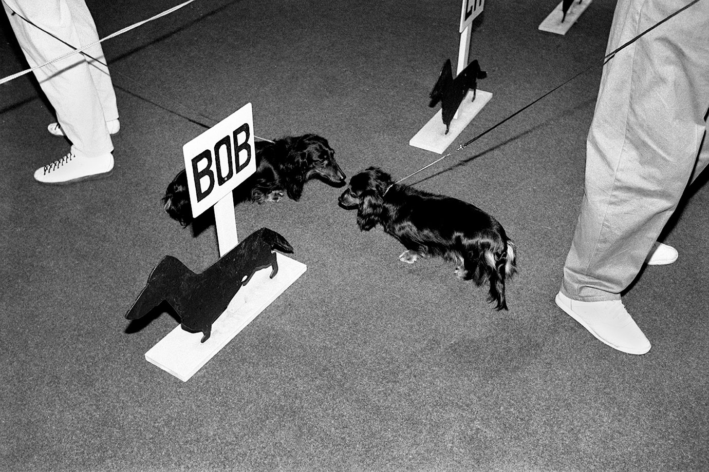 Best of Breed, Canterbury, 1991, Bruce Foster, NZ