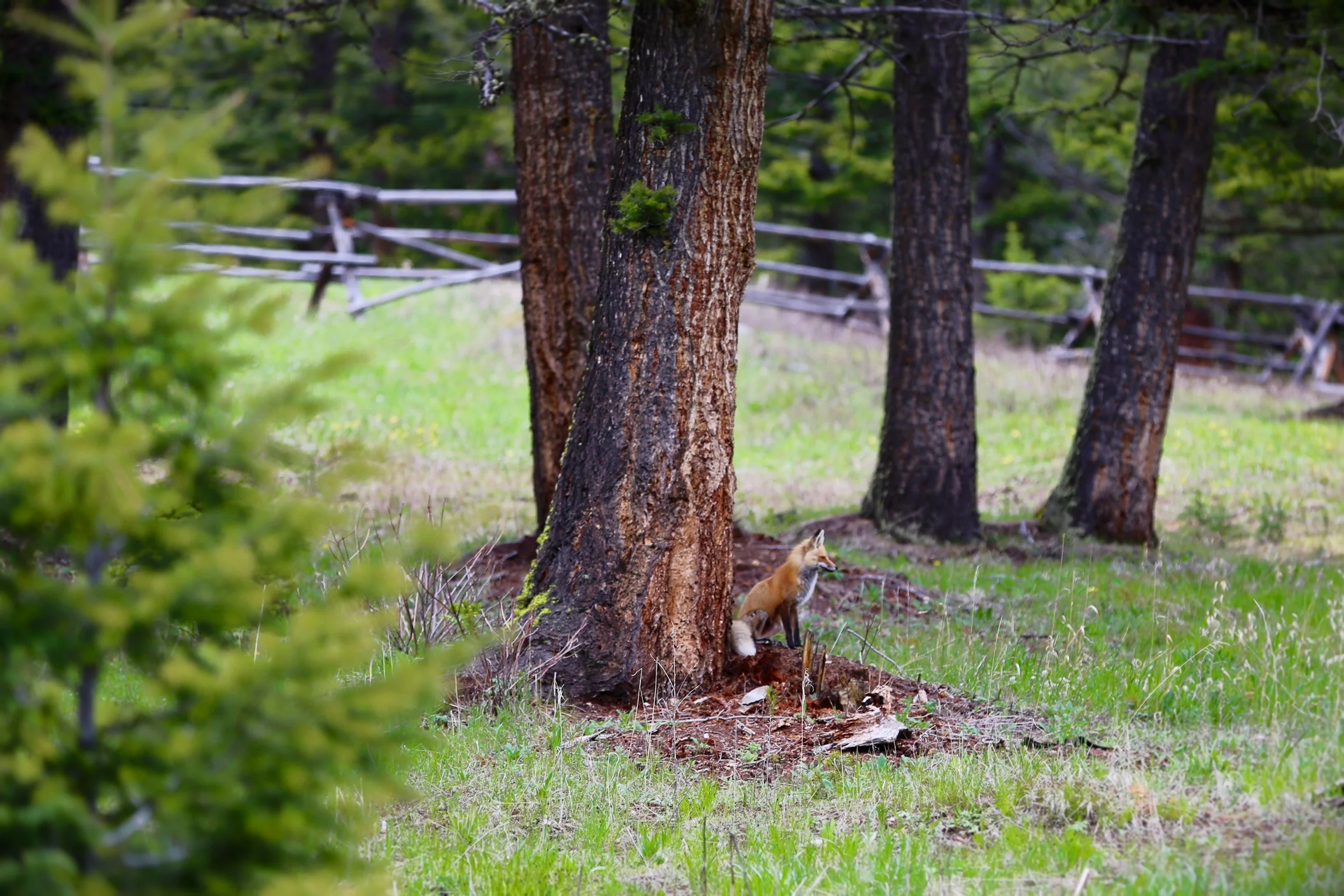 foxy.jpg