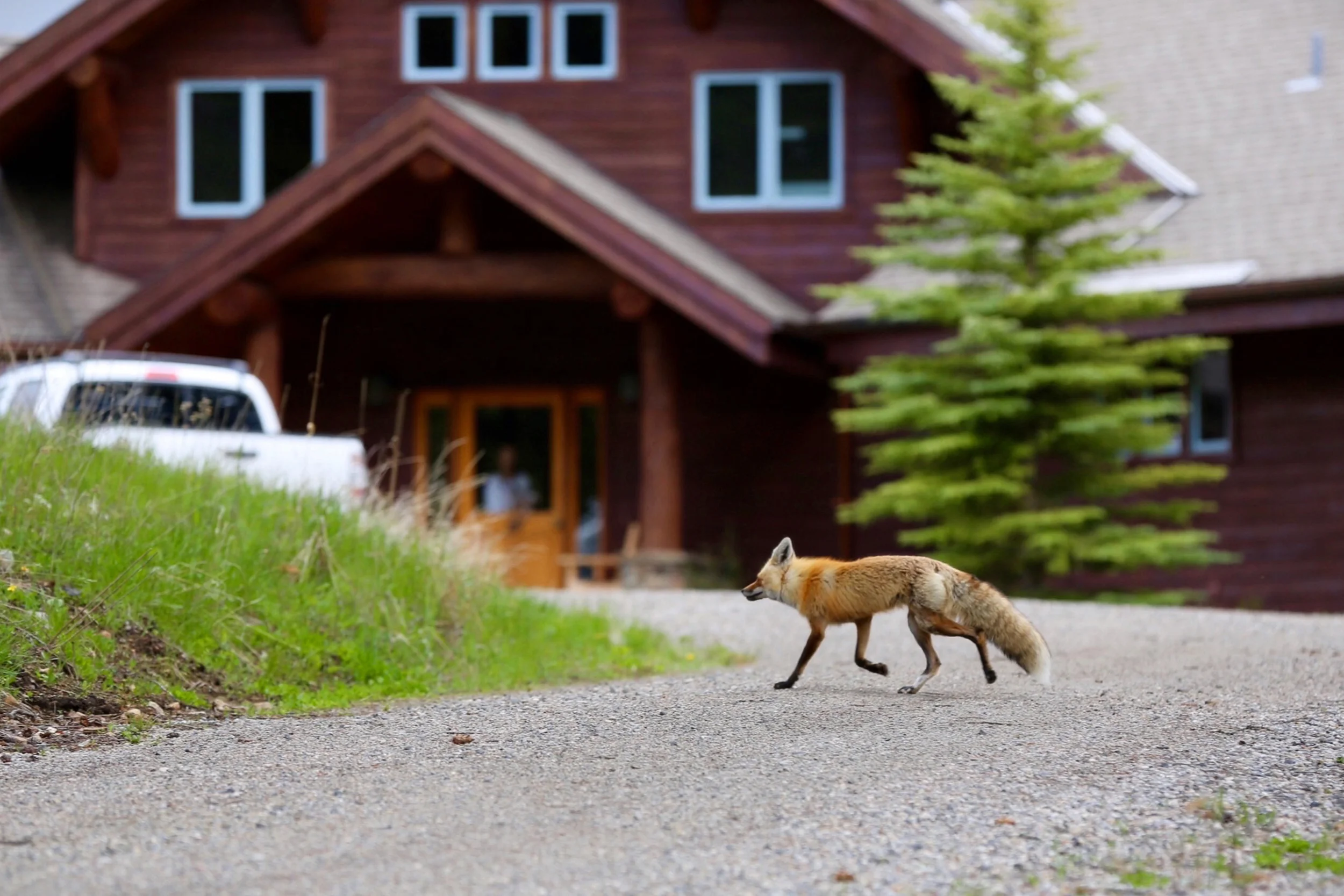 foxy2.jpg
