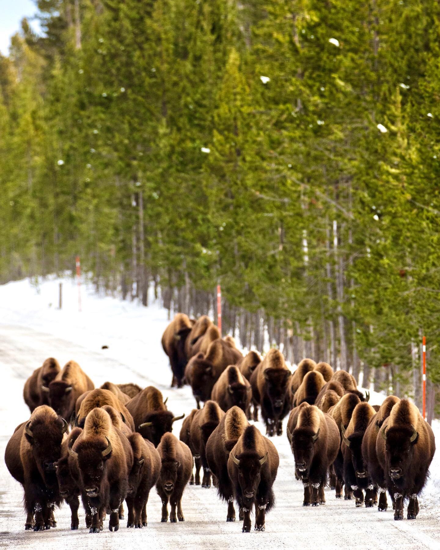 Traffic in Yellowstone is a beautiful sight to see. If you haven&rsquo;t made it to the park in the winter, you are missing out on an incredible experience! #visityellowstone #yellowstonenationalpark #yellowstonepark #yellowstonecountry #yellowstonec