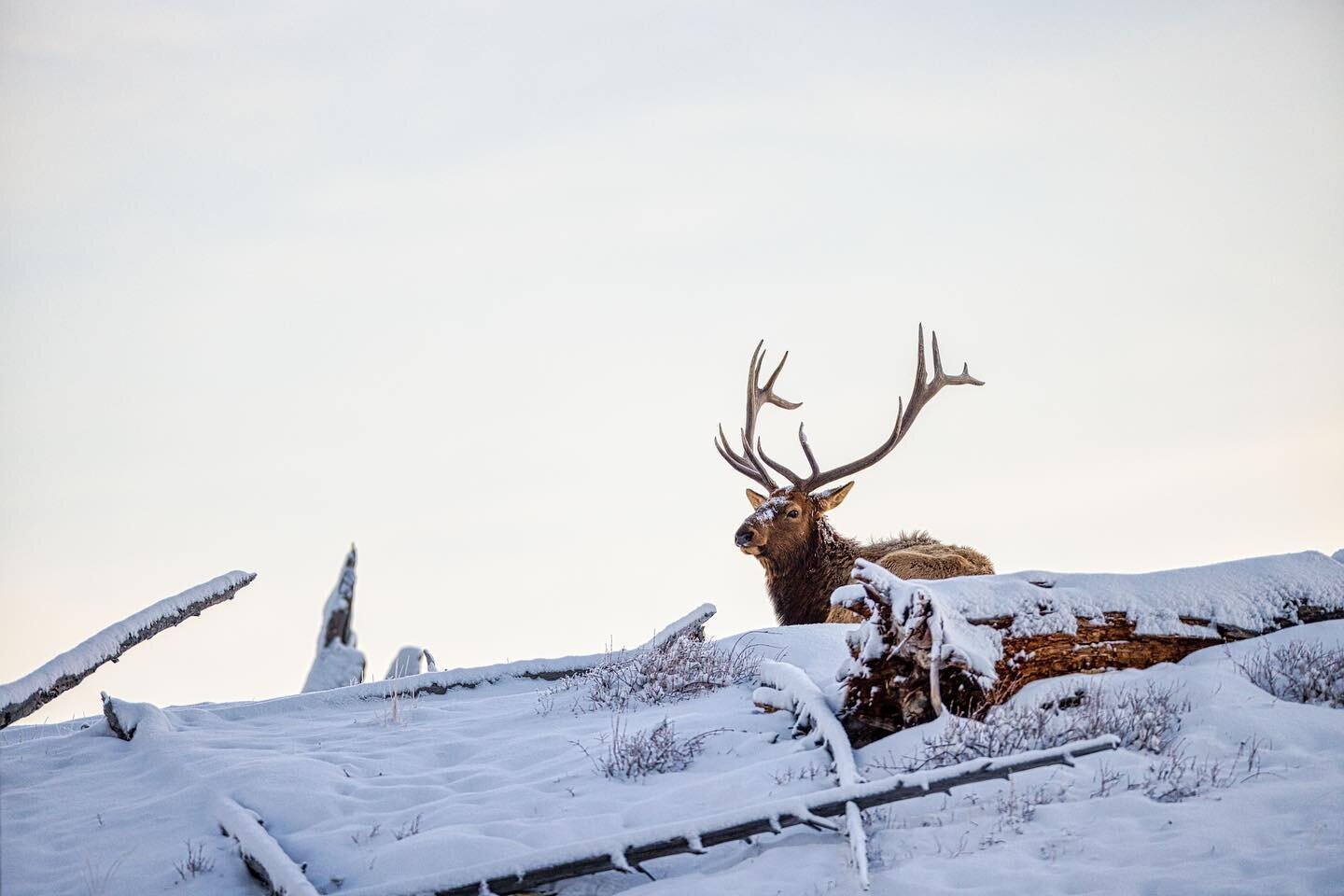 A big bull elk enjoying the sunrise in Yellowstone. I was fortunate to wake up in the park on my birthday for the third year in a row, something that is turning into a cherished tradition. And as a surprise gift, a fresh blanket of snow transformed t