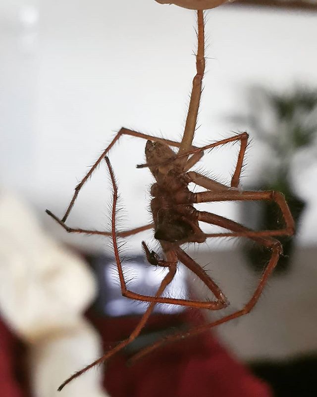 I just found this in my bath! 1: Turns out my little pudgy Potato cat does get a bit alpha sometimes. 2: I had no idea UK house spiders were hairy!!