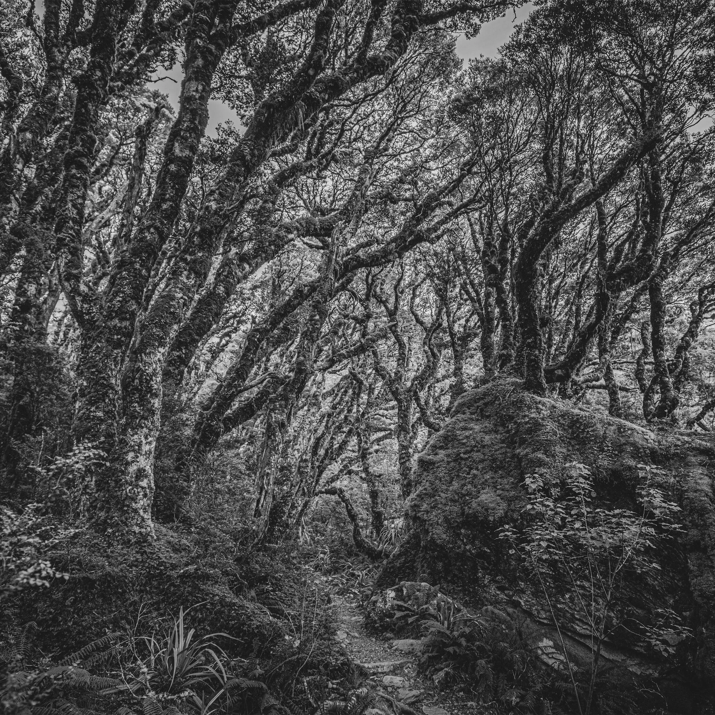 02_Routeburn#1MossyForest_Full1x1jpg.jpg
