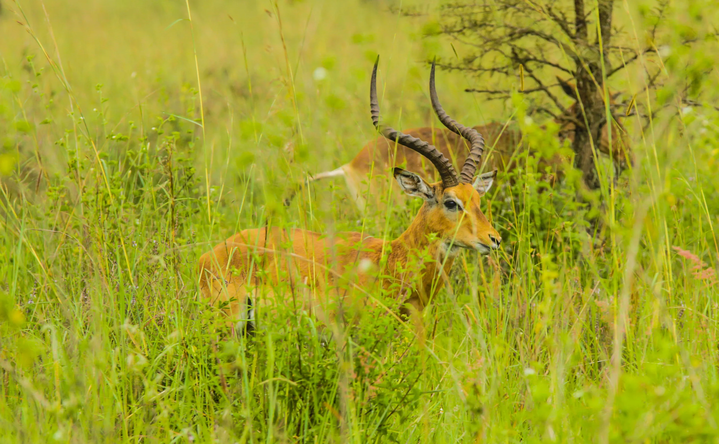 Kenya-45.jpg