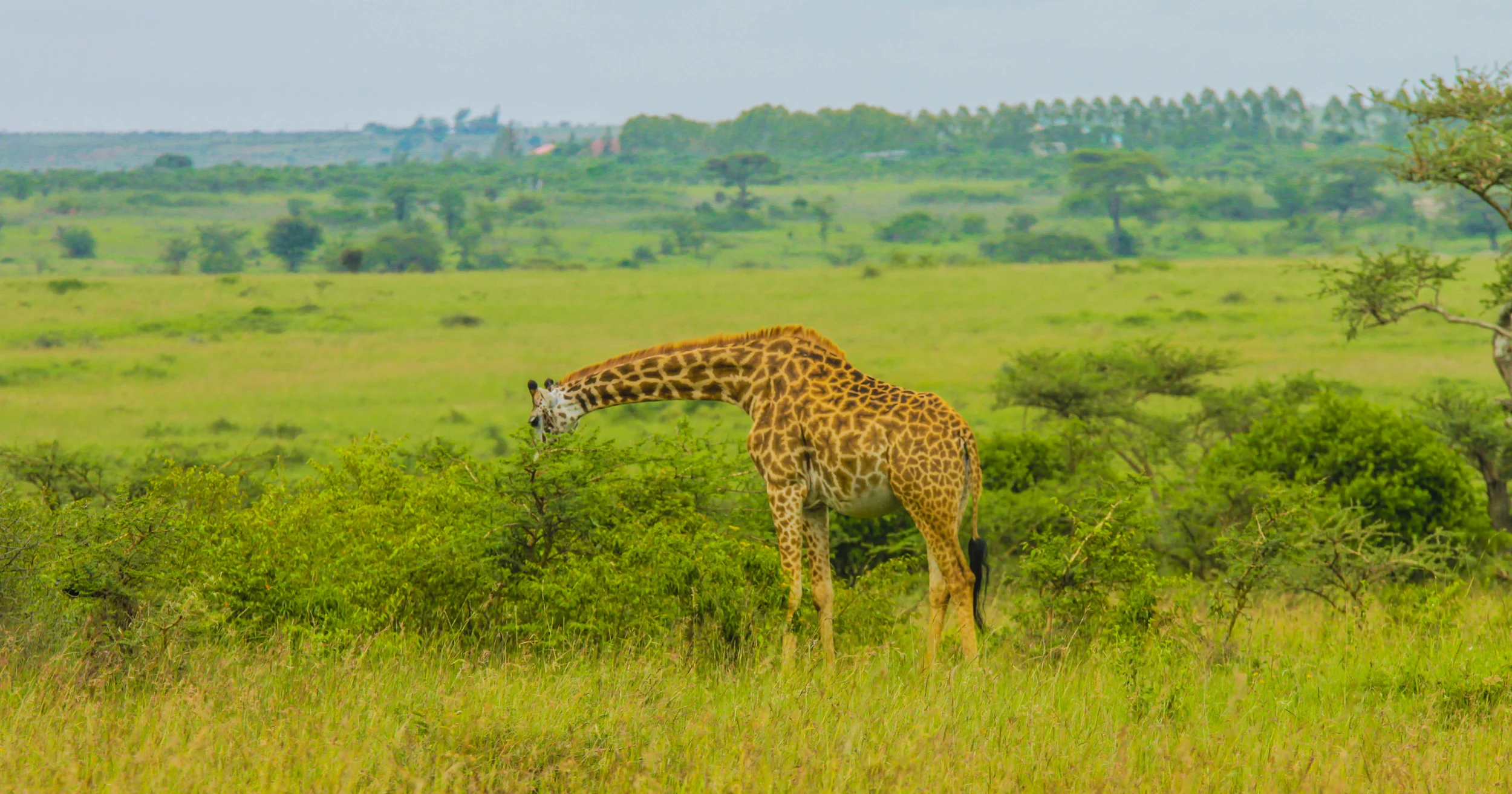 Kenya-52.jpg