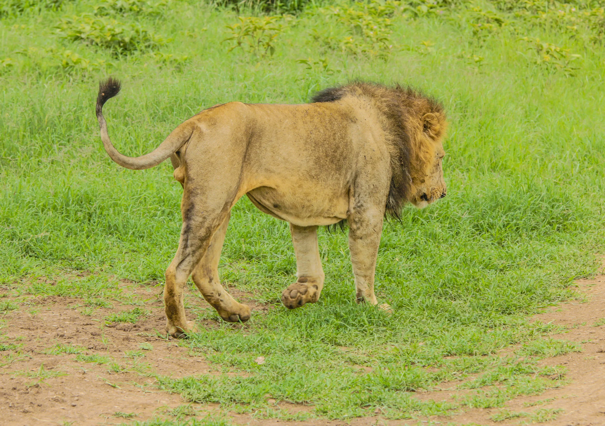 Kenya-66.jpg