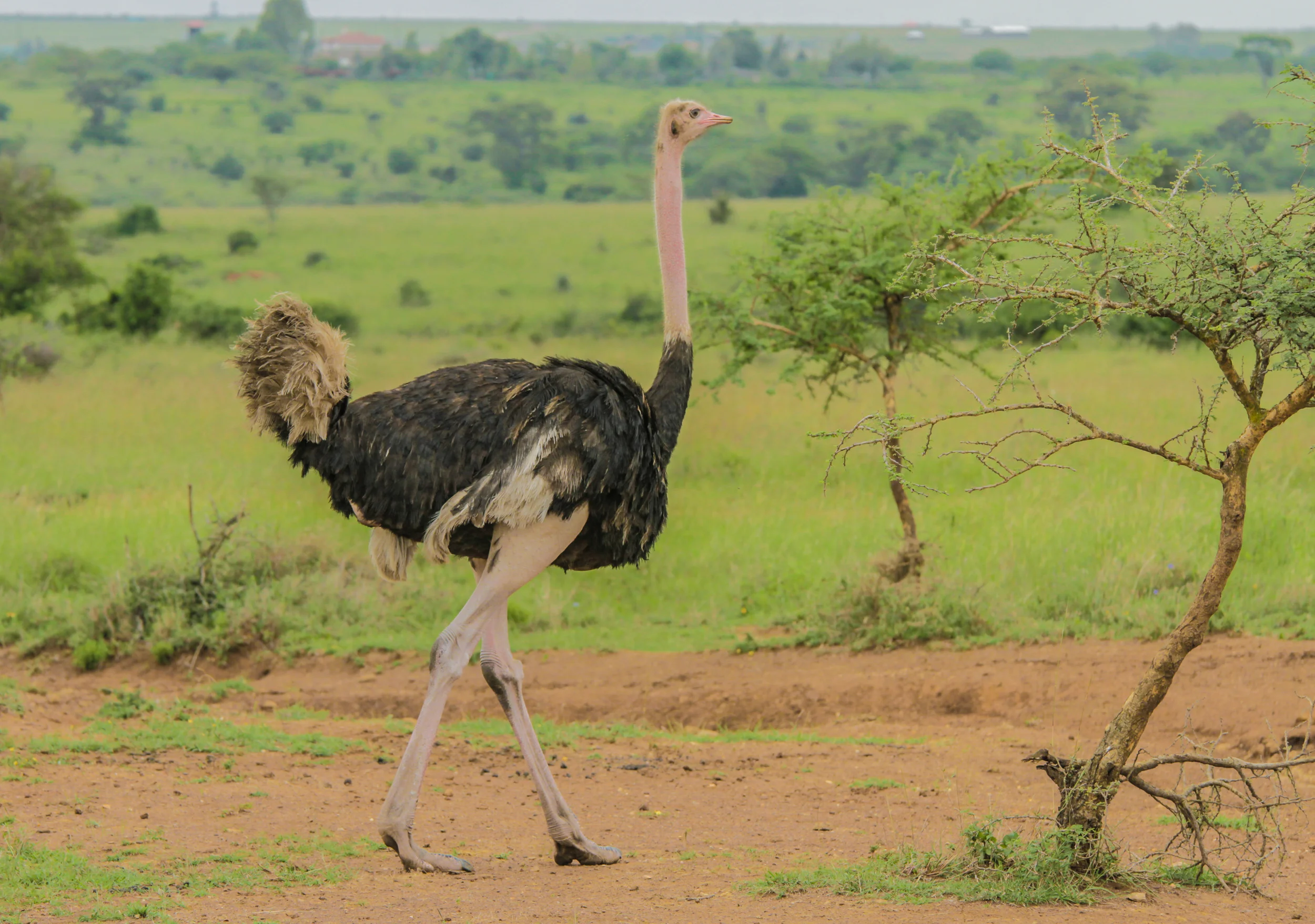 Kenya-68.jpg