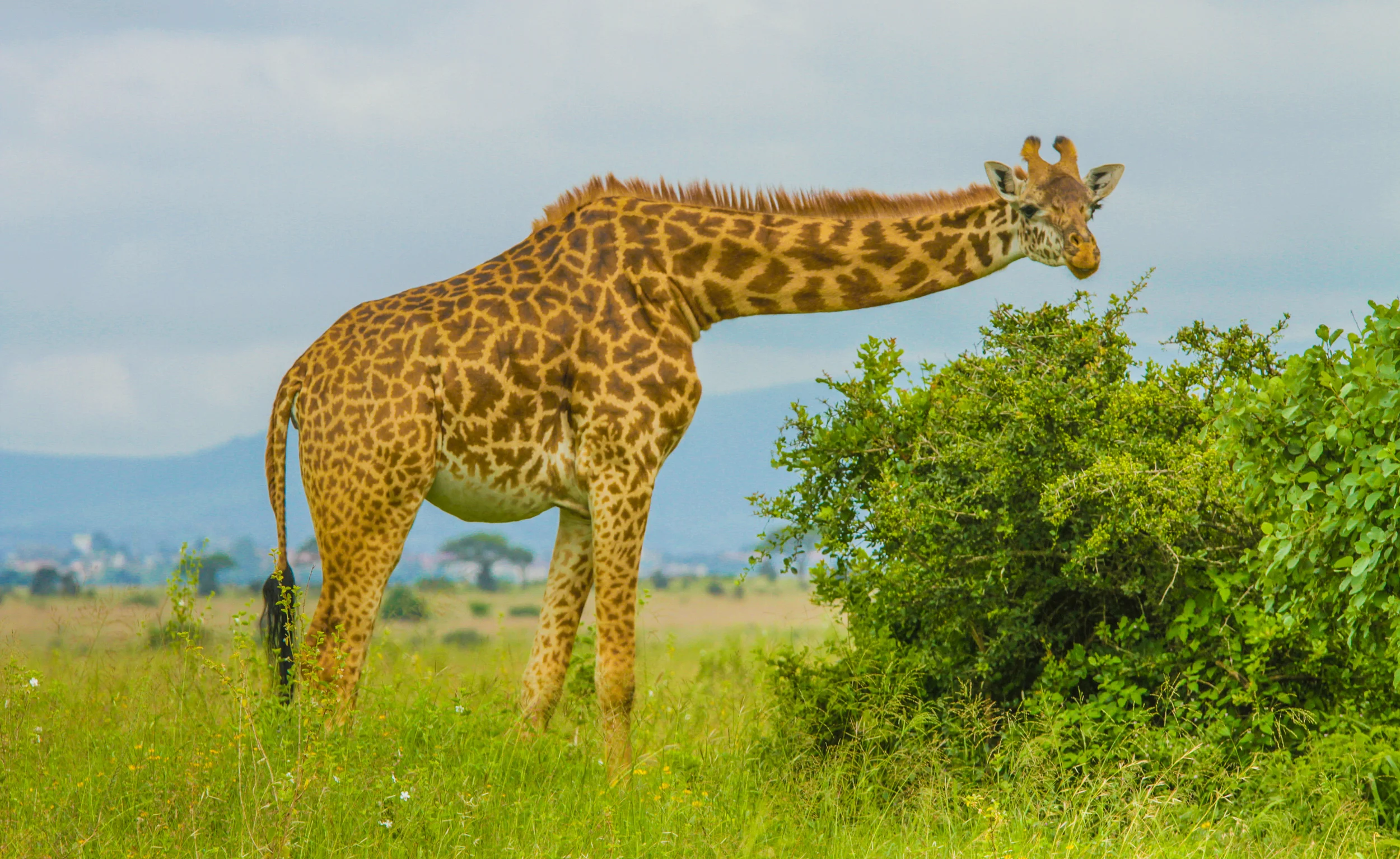 Kenya-70.jpg