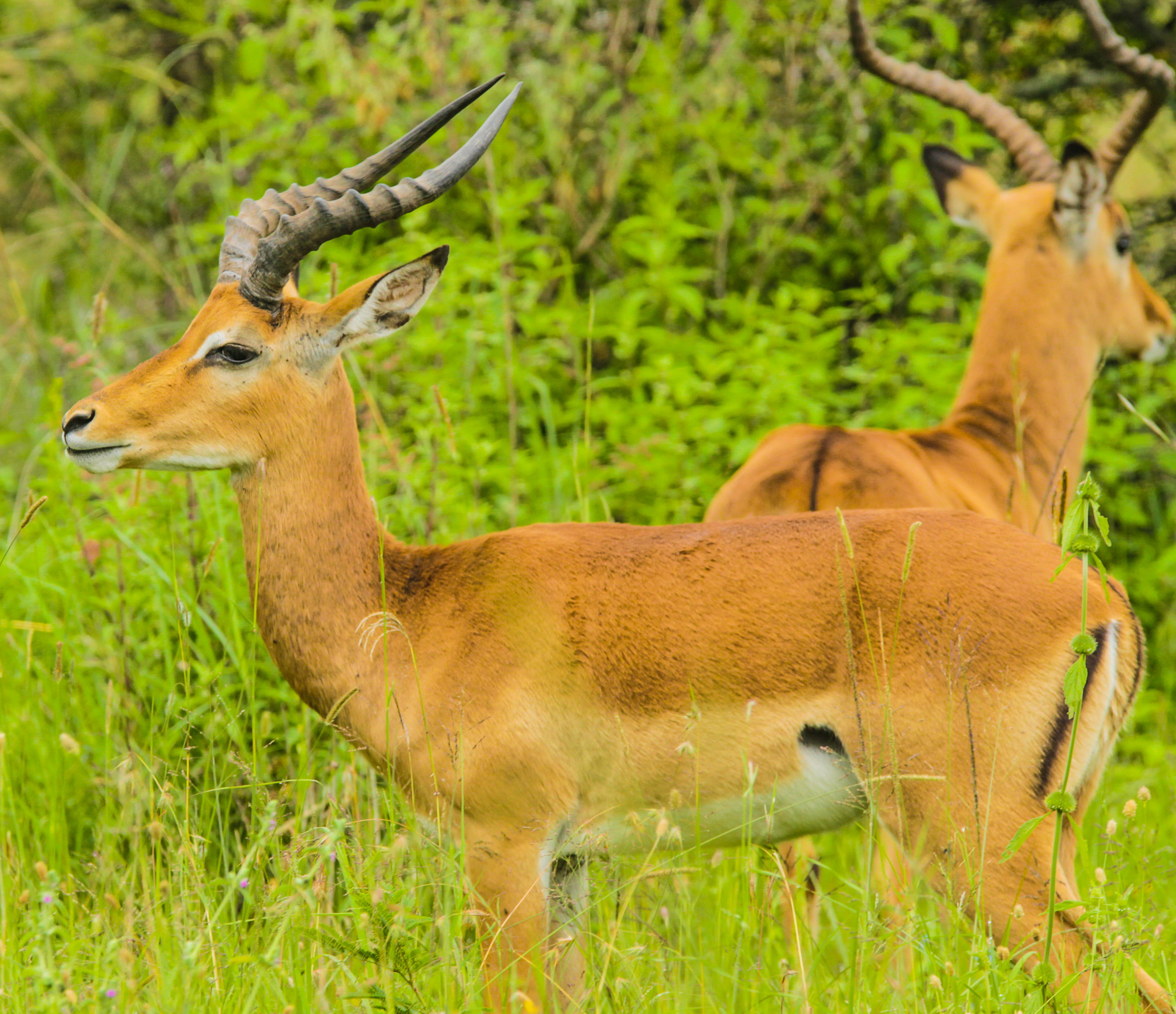 Kenya-46.jpg
