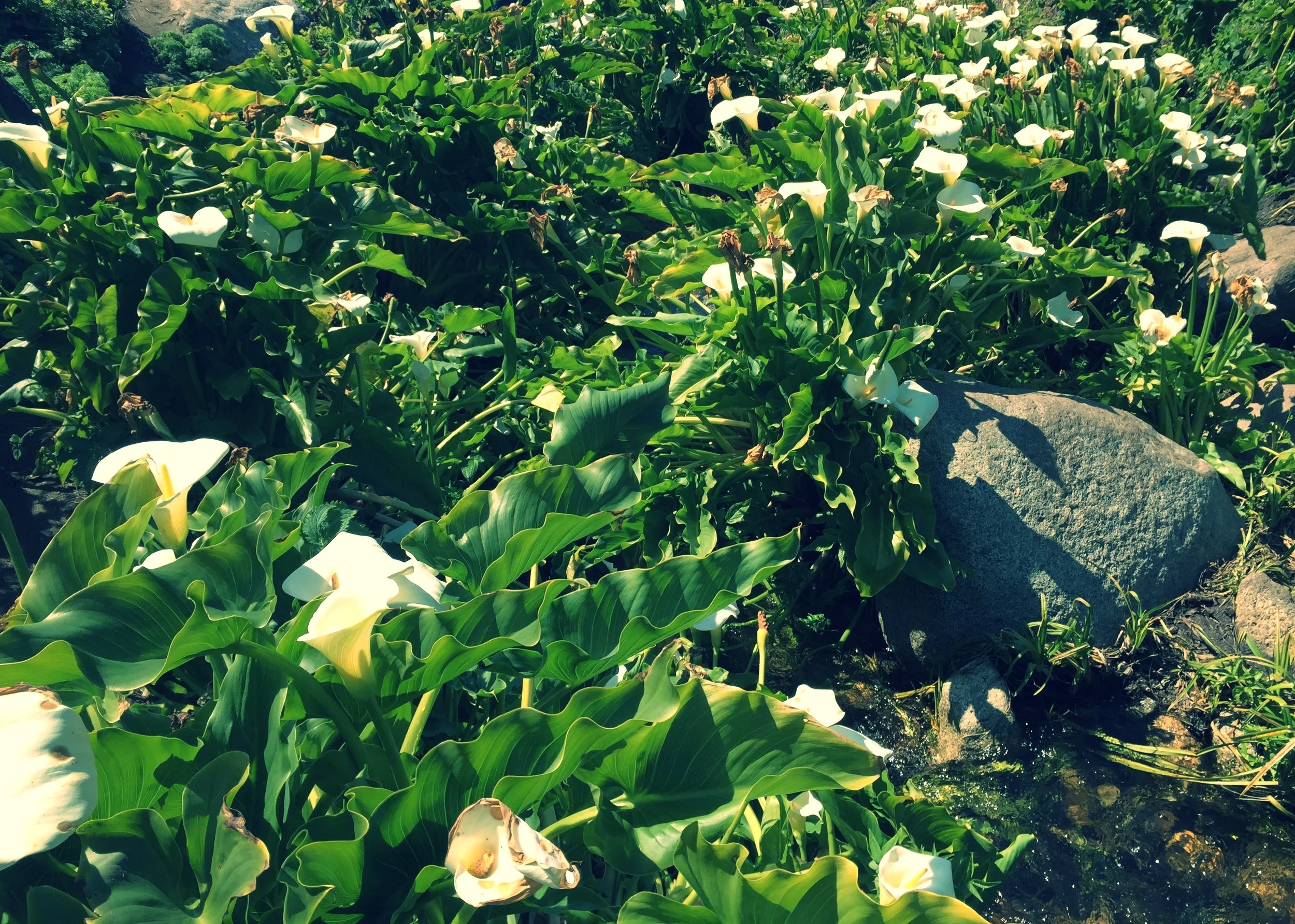 Speaking Sex: Asexual Perspectives on the Language of Sexuality