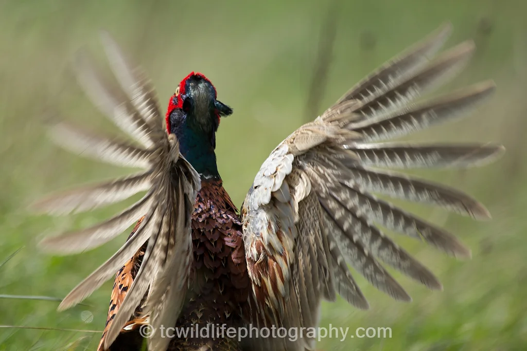 A pheasant screams an alarm call as people walk by 