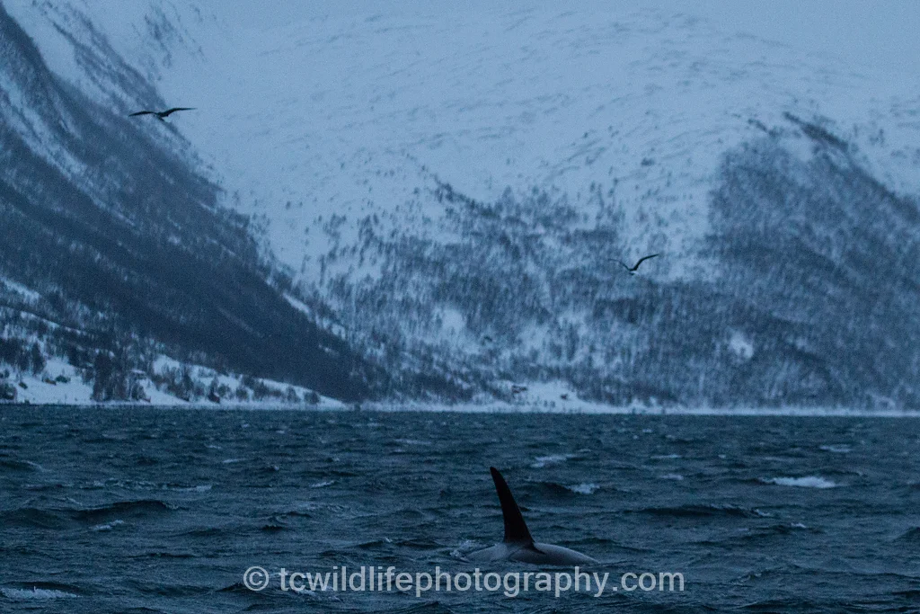 My first sight of a Killer. The captain had hoped that he would lead us to the pod. He in fact, circled the boat several times, watched us, then dived and disappeared without a trace!