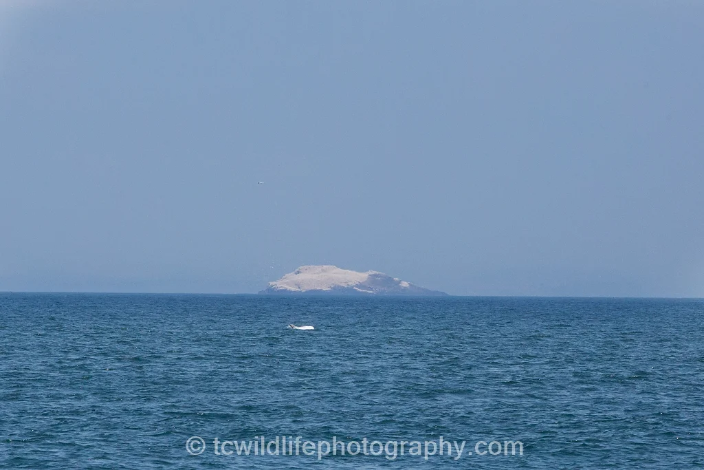 A rare Risso's dolphin surfaces near Grassholm island. The white on the island is a large colony of Gannets.