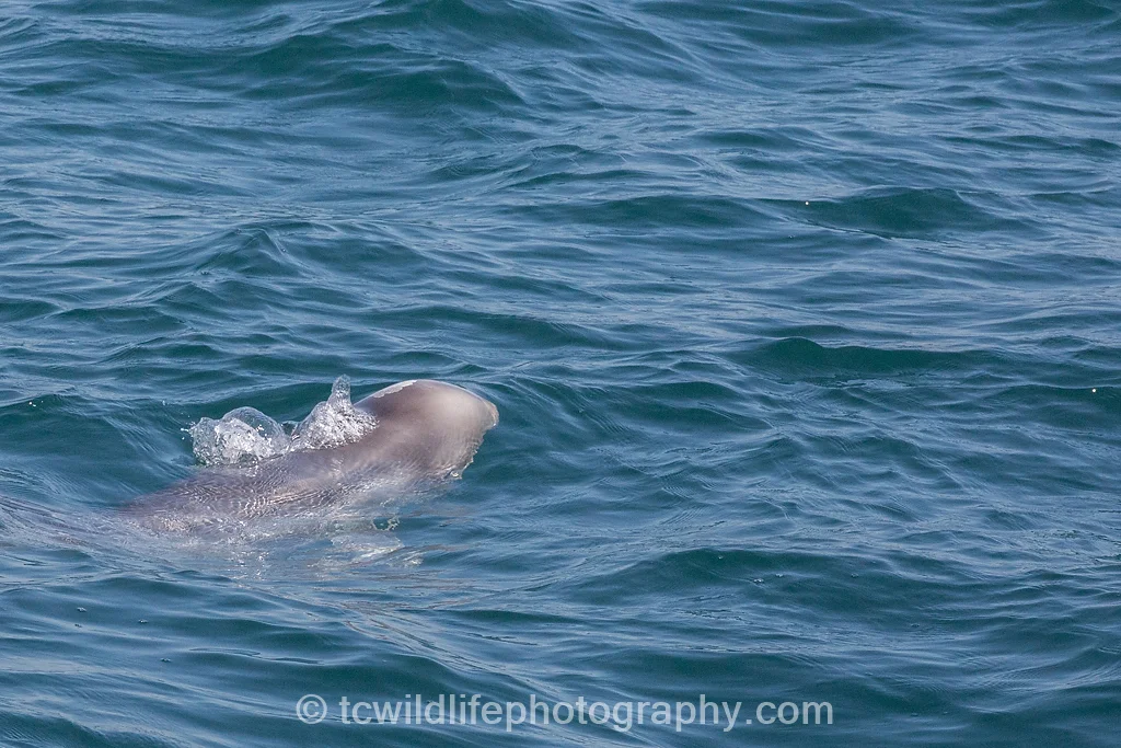 Our luck really was in this day as a baby Risso's dolphin approached our boat...