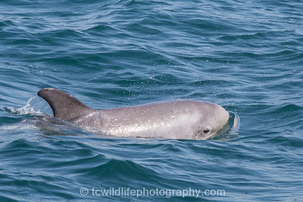 ...and surfaced within feet. A truly rare experience.