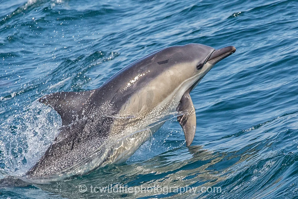 However, it was the pods of common dolphins, that stole the show.