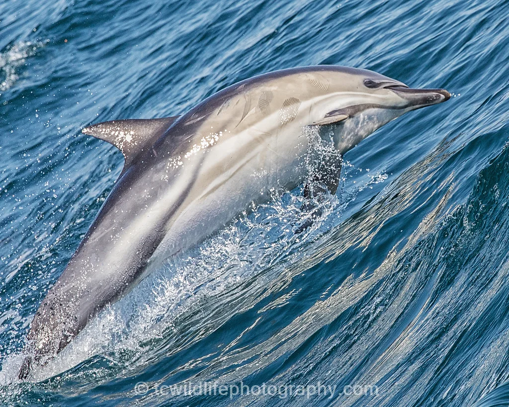 With their endless breaching and play near the boat.