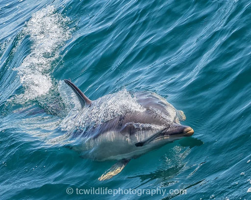All in all a perfect day offshore with some beautiful and charismatic animals.