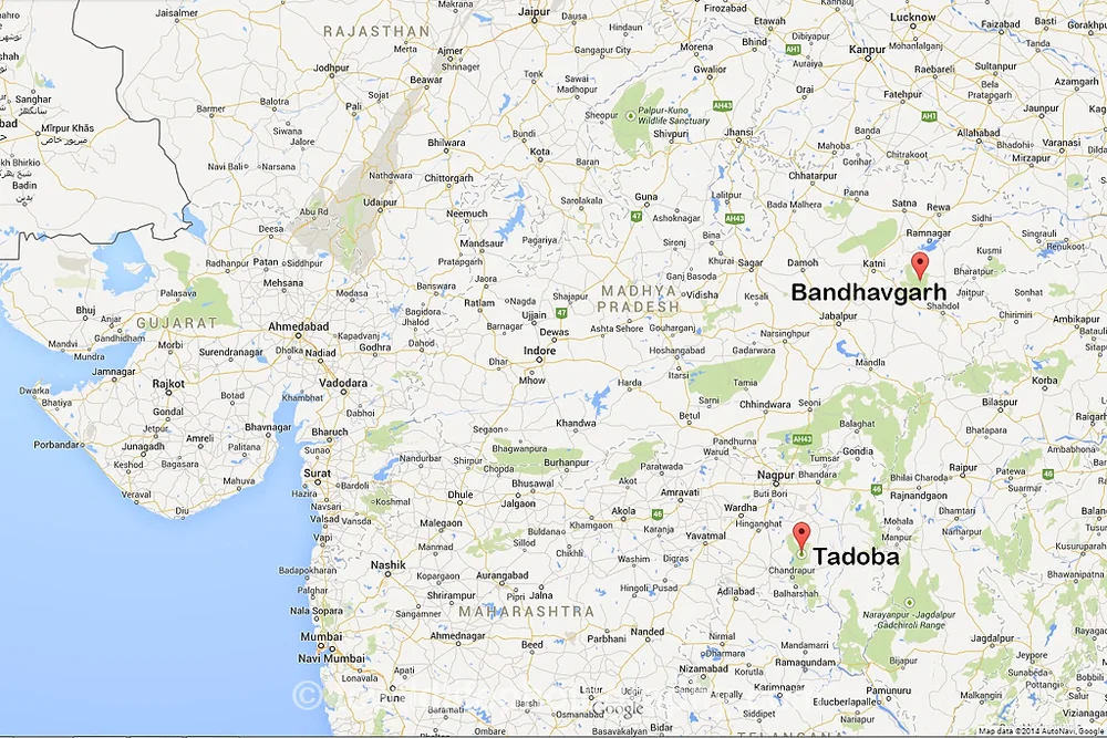 Two of the best places to seek out the tiger include the world famous Bandhavgarh National Park and an emerging park known as Tadoba Andhari Tiger Reserve.