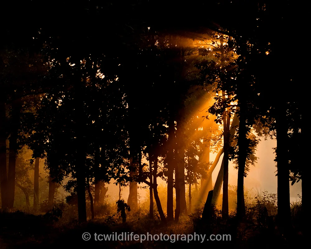 However, the contrast as soon as you enter the national parks is almost spectacular. Bandhavgarh, and Tadoba are ancient forests that hold some of the last wild tigers.
