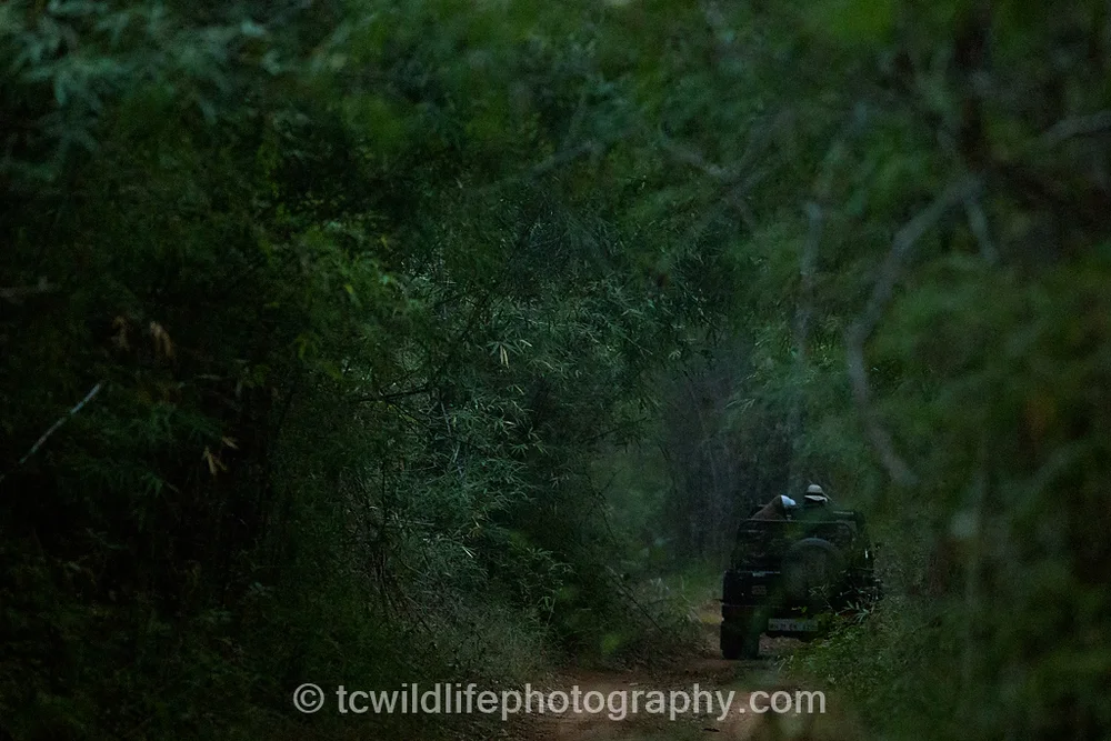 ...and lush bamboo woven forests. IT is against these beautiful backdrops that I hoped to photograph the tiger.