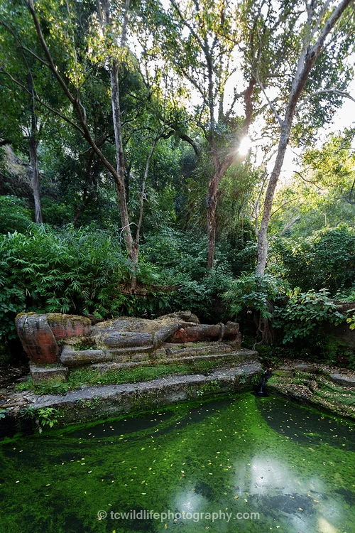 At the foot of the Bandhavgarh plateau lies an ancient statue of Lord Vishnu, the preserver of life. It is fitting that the water flows through him and onto the rest of the park. IT is this water that not only fills the waterholes for the animals, but is also absorbed into the land and fills the wells of the poorest of the poor.