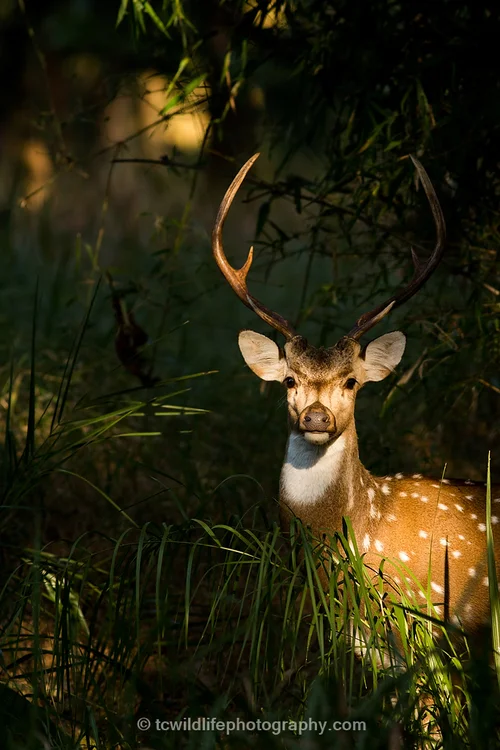 A Chital deer basks in a spotlight whilst listening out for tell tell signs of danger.