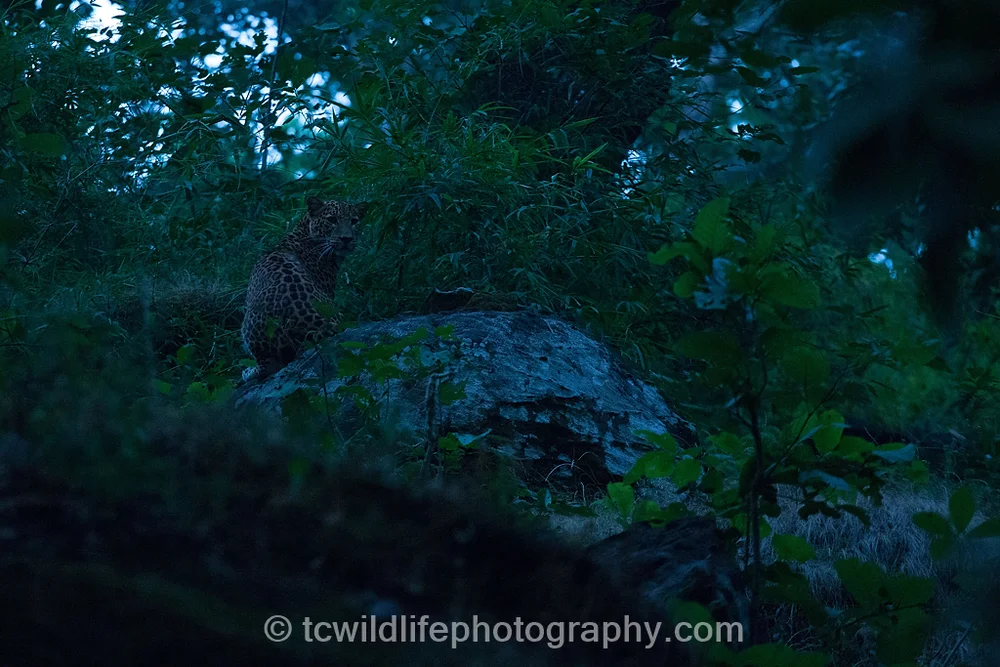 A special moment, my first glimpse of a wild leopard after many years of searching.