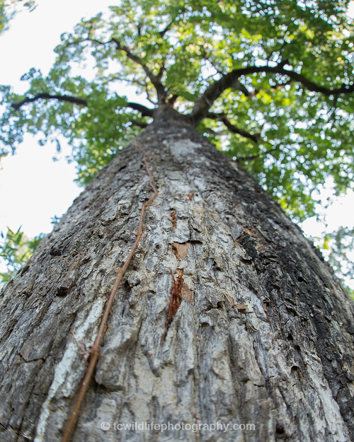We would find scratch marks on trees.