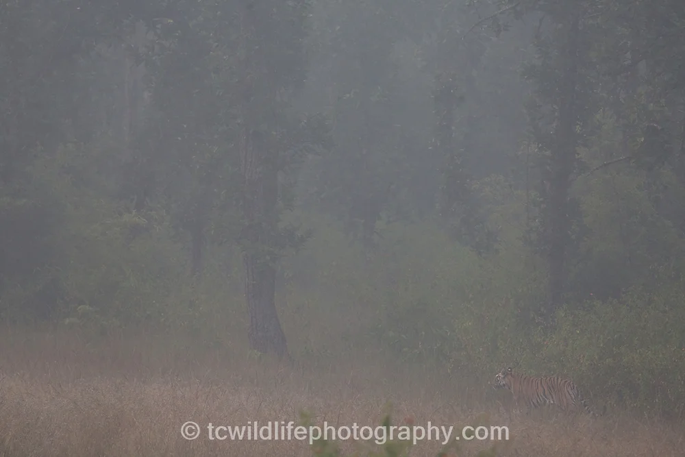But finally our efforts paid off on a cold foggy morning, we found our first wild tiger. TRuly breathtaking.