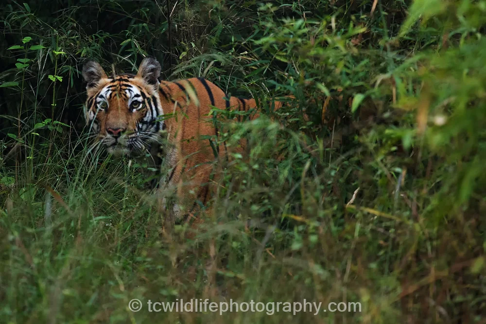 She emerged briefly further up the reserve leaving me with a vivid memory of her presence.