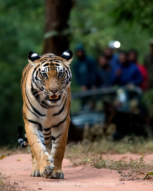 However, this became the greatest sighting of the trip. A beautiful female tigress in the jungle of Bandhavgarh. For me this image shows the value of tigers to people and also the value of people to the tiger.