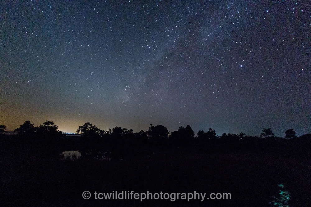 Did not compete with a star lit jungle, where the last wild tigers still roam and call home.