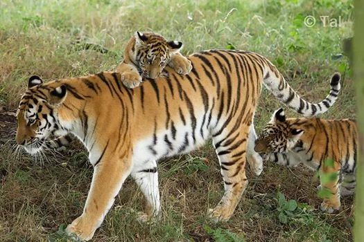 Tschuna's cubs were a handful for mum, but a pleasure to photograph.