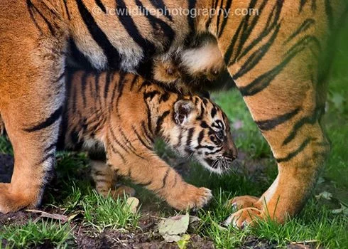 This little cub was always causing havoc with mum and dad.