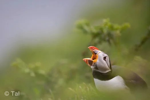 A roaring puffin!