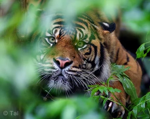 Normally shy, the large male was out and in-form on this occasion.