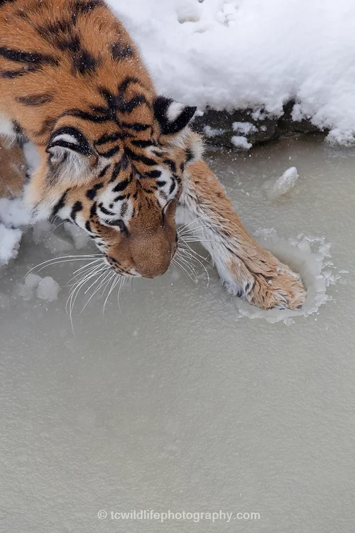 Tiger+045.jpg