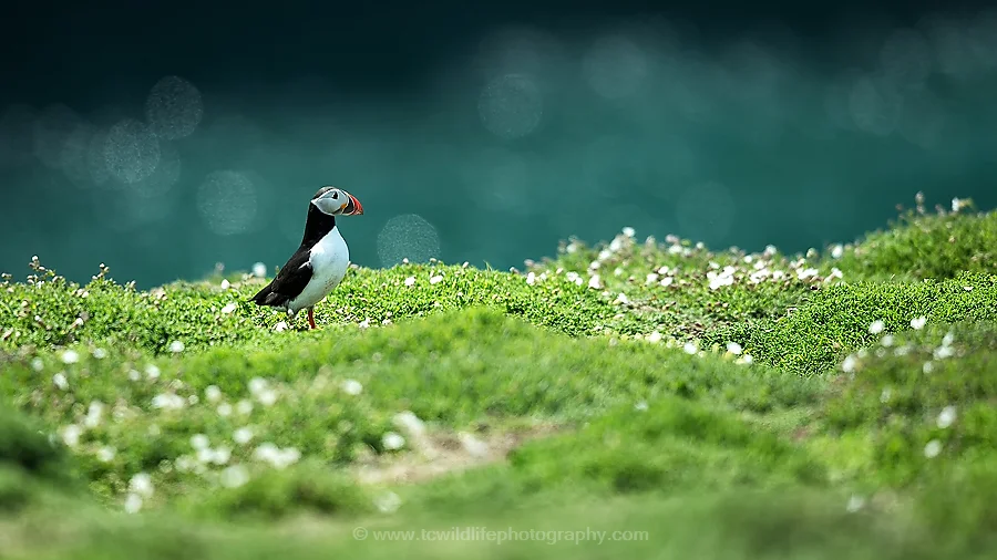 The 400mm f2.8 works well to show animals in the context of their environment. 