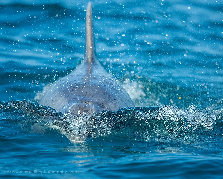 Pinpoint focus with the 400mm @ f2.8