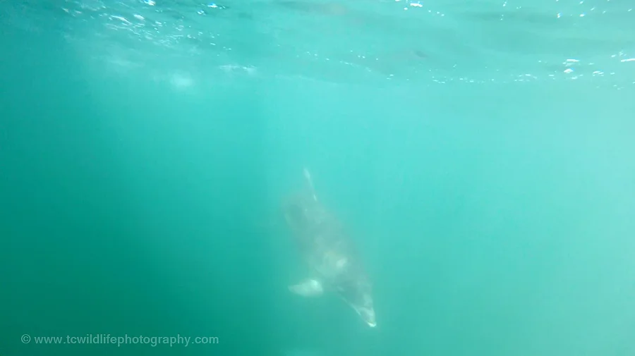 Inquisitive pass to have a closer look at the underwater camera