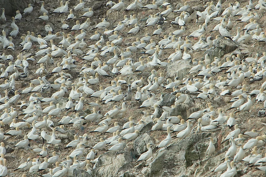 Around 40000 northern gannets breed here