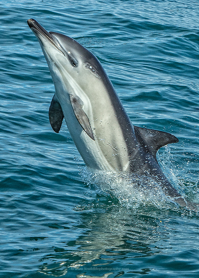 Lift off... a youngster spy-hops near our boat.
