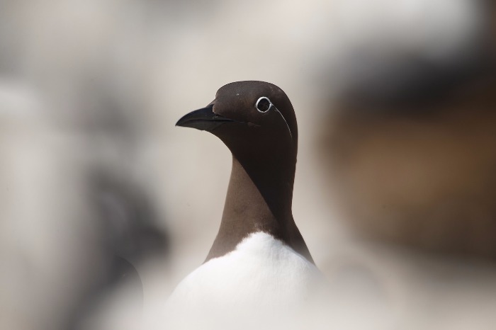With this photograph, I've decided to leave it faithful to the raw file. The 400mm f2.8 giving me the space, isolation, dreamy look to my image that I, well... dream of I guess. 
