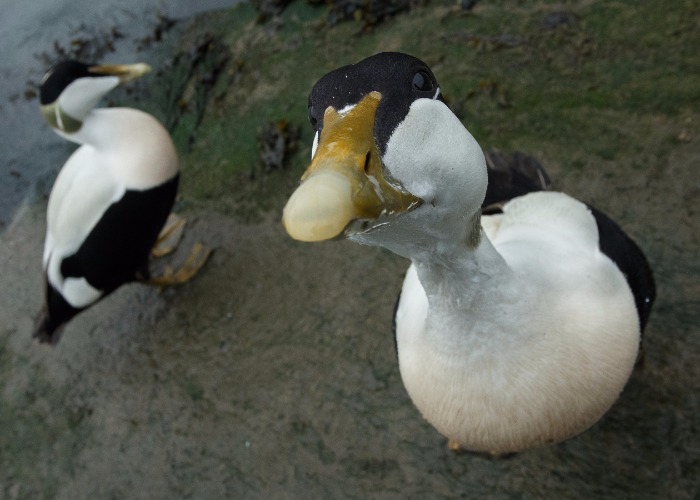These are two friends I made whilst the sea was unleashing its rage on the Islands. A little bit of bribery and a fisheye helped me to create this down at the harbour.